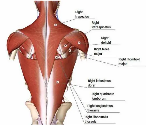 Gambar 2. Muscles of Back  (Sumber : http://human.biodigital.com/) 