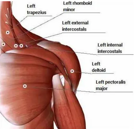 Gambar 3. Muscles of Chest  (Sumber : http://human.biodigital.com/) 
