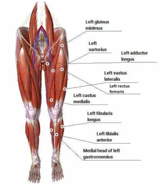 Gambar 4. Muscles of Legs Front  (Sumber : http://human.biodigital.com/) 
