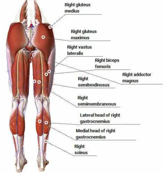 Gambar 5. Muscles of Legs Back  (Sumber : http://human.biodigital.com/) 