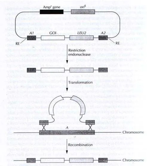 Gambar 2. Skema yang menggambarkan integrasi DNA dengan vektor YIp. Gen marker seleksi (LEU2) dan gen yang diinsersi (GOI) diinsersikan ke vektor diantara dua segmen yang merupakan ujung gen nonesensial ragi (A1 dan A2)