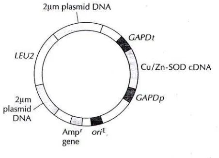 Gambar 3. Vektor ekspresi S. cerevisiae. cDNA untuk gen Cu/Zn-SOD manusia di kloning diantara promotor dan terminator gen gliseraldehid fosfat dehidrogenase (GAPDp) ragi