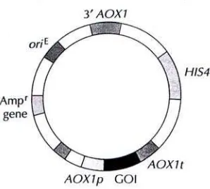 Gambar 4. Vektor integrasi untuk P. pastoris. Gen yang dikloning (GOI) diinsersikan diantara promotor dan terminator gen alkohol oksidase (AOX1)