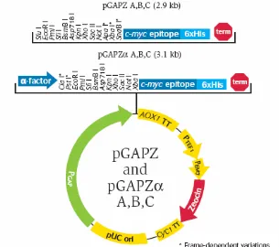 Gambar 6. Peta vektor pGAPZ/pGAPZα 