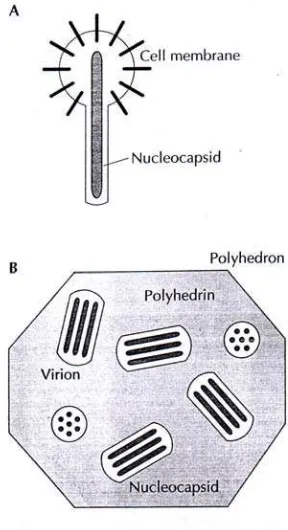 Gambar 7. Autographa californica multiple nuclear polyhidrosis virus. (A) single nucleocapsid (partikel virus) dikeluarkan dari sel yang terinfeksi