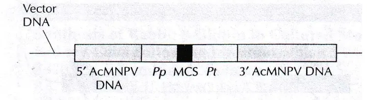 Gambar 8. Organisasi vektor transfer Baculovirus (AcMVPV). Gen asing integrasi unit ekspresi melalui rekombinasi homolog ke genom AcMNPV