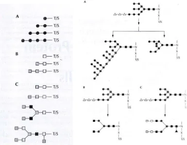 Gambar 1. Beberapa contoh O-link dan N-link oligosakarida pada ragi (A), serangga (B) dan mamalia (C)
