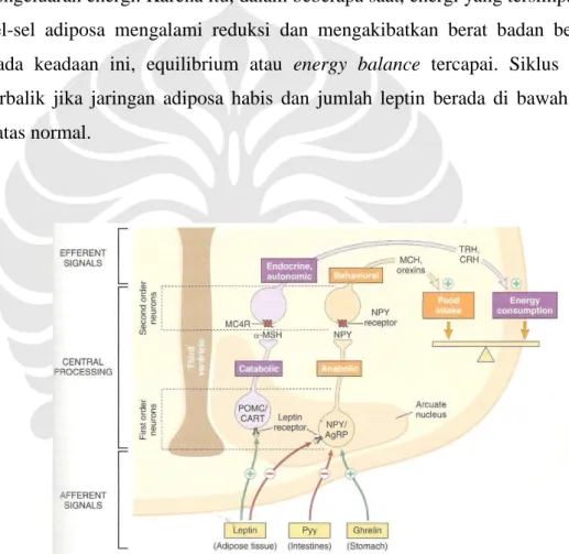 Gambar 2.5 Jalur Neurohormonal pada Hipotalamus yang Mengatur Keseimbangan Energi. 3