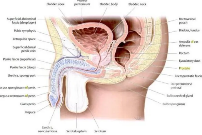 Gambar 2.1. Letak Kelenjar Prostat (Schunke, et al, 2006) 