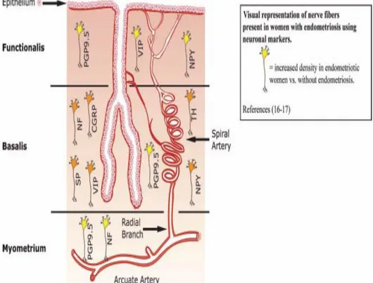 Gambar 9.  Jaringan Saraf di Endometrium dengan menggunakan  Penanda neuron. 30 
