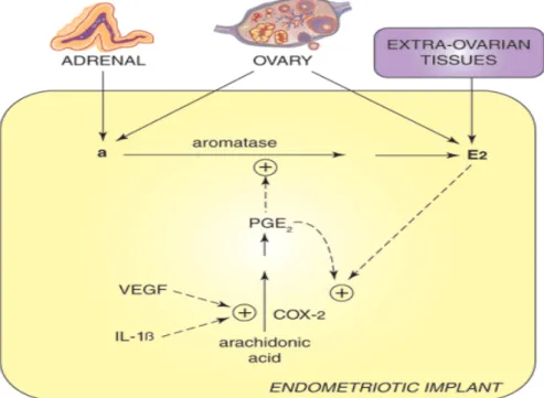 Gambar  1.   Aktivitas aromatase estrogen dan pengaruh prostaglandin E 2  1