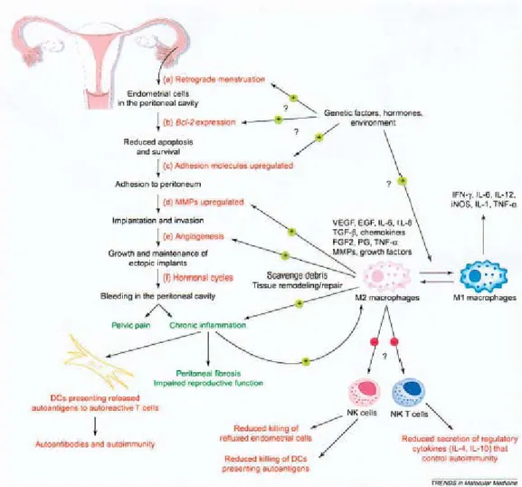 Gambar 2.  Berbagai Faktor yang berpengaruh pada patogenesis  Endometriosis. 20 