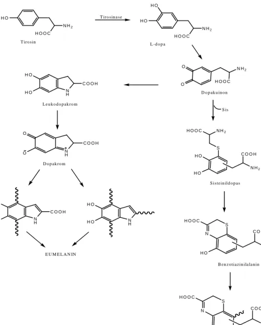 Gambar 2. Biosintesis melanin