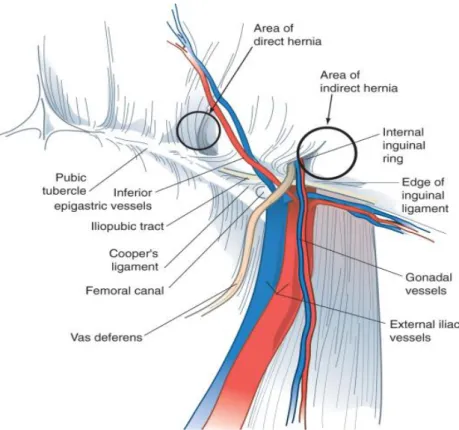 Gambar 4. Anatomi Struktur Preperitoneal 