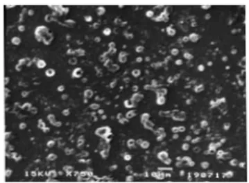 Gambar 4.17    Pengamatan mikroskopik nanocarrier dengan scanning  electron microscopy (SEM) nanocarrier Eudragit RL PO ®  mengandung papain