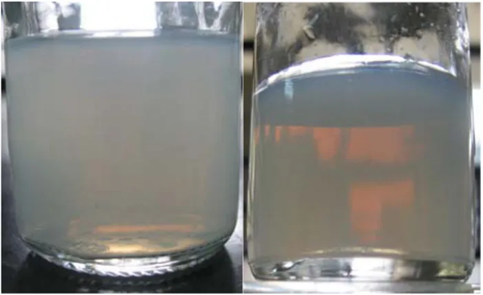 Gambar 4.7     Suspensi nanocarrier Eudragit RL PO ®  tanpa menggunakan  aseton (A) dan dengan menggunakan aseton (B)