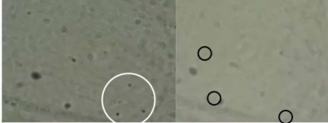 Gambar 4.10    Pengamatan mikroskopik suspensi nanocarrier menggunakan  mikroskop cahaya (perbesaran 1000x + 4x (zoom kamera))  nanocarrier HPMCP HP-55 (A) dan nanocarrier Eudragit RL  PO ®  (B)