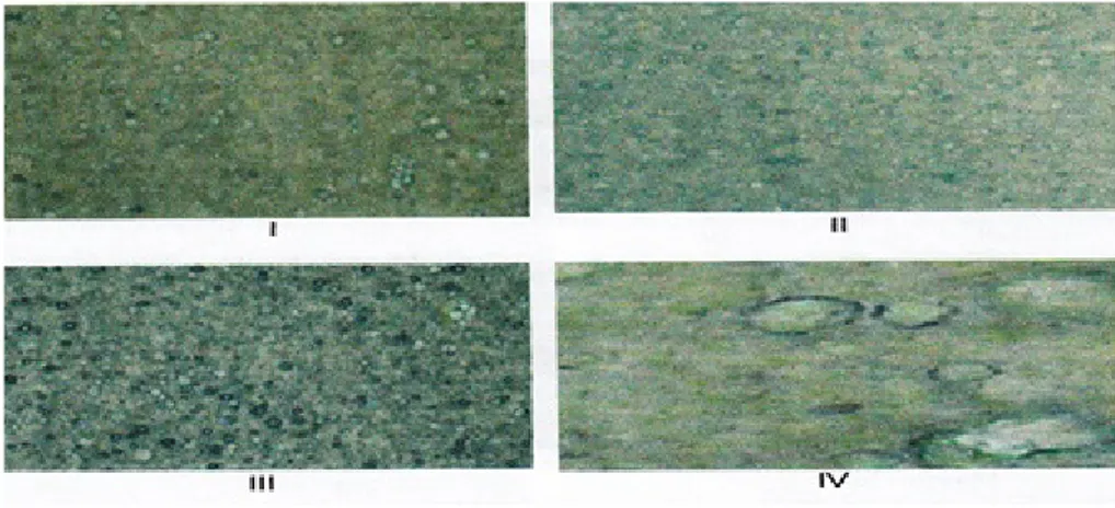 Gambar 2. Foto Mikroskop Diameter Globul rata-rata krim pada minggu ke – 0