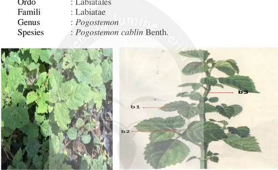 Gambar  1.  a.  Tanamannilam  Aceh    b.(b1)  daun,  (b2)  tangkai  daun,  (b3)  batang (DokumentasiPribadi, 2014; China National Knowledge,  2014)