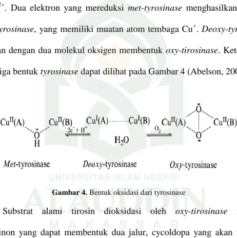 Gambar 4. Bentuk oksidasi dari tyrosinase 