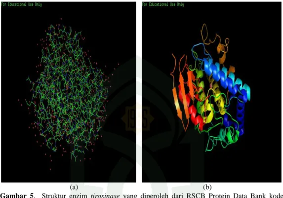 Gambar  5.    Struktur  enzim  tirosinase  yang  diperoleh  dari  RSCB  Protein  Data  Bank  kode 