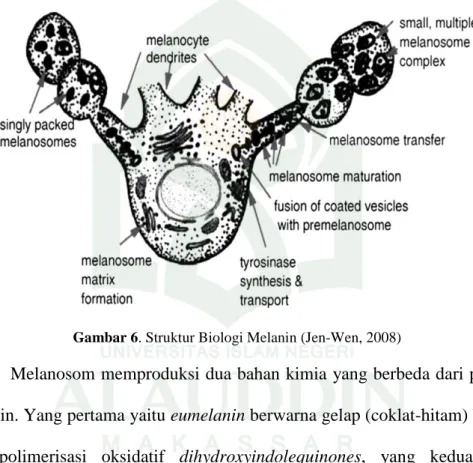 Gambar 6. Struktur Biologi Melanin (Jen-Wen, 2008) 