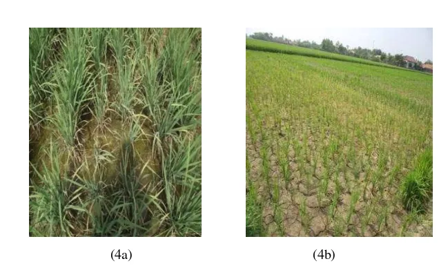 Gambar 4 Kondisi lahan tanam II saat  terkena hama penggerek batang (4a) dan kondisi  padi yang terkena kekeringan (4b)