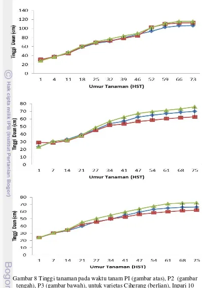 Gambar 8 Tinggi tanaman pada waktu tanam PI (gambar atas), P2  (gambar 