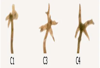 Figure 1. Lernaea cyprinacea, with simple holdfast C1, Lernaea sp.n.kedua pasang 