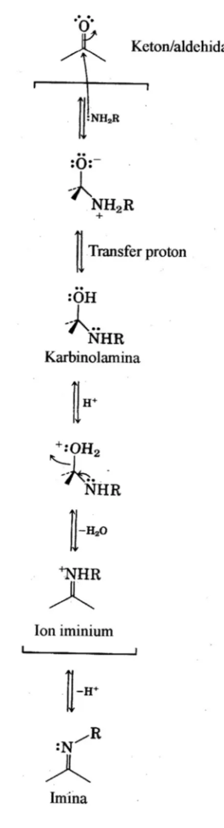 Gambar 2.1 Mekanisme pembentukan imina dari keton dan aldehida 