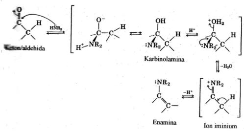 Gambar 2.2. Mekanisme pembentukan enamina dari keton dan aldehida    