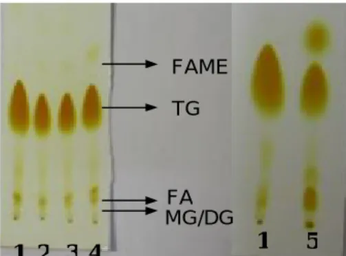 Gambar 4. Kromatogram KLT esterifikasi  FA murni.  
