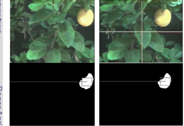 Gambar 55   Buah jeruk lemon pada tanamannya dan citra binernya. (a) Citra pada  bingkai citra 1 (b) Citra pada bingkai citra 2 