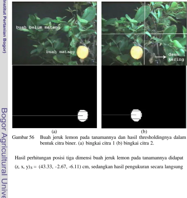 Gambar 56 memperlihatkan buah jeruk lemon yang belum matang dan  buah jeruk lemon yang sudah matang