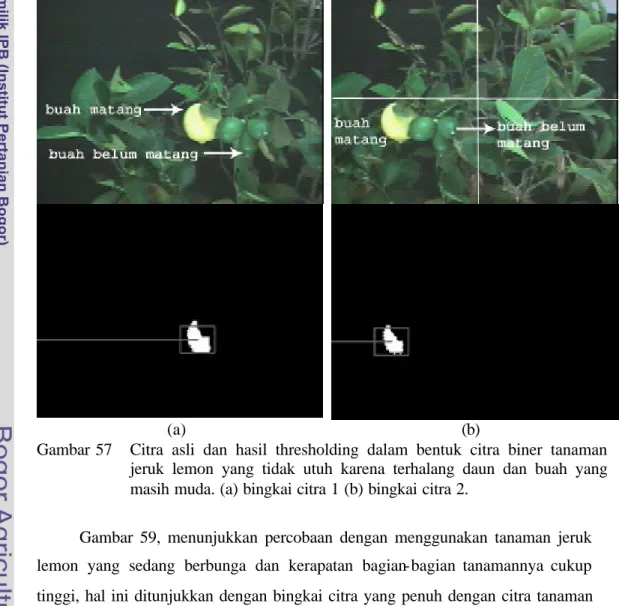 Gambar 57   Citra asli dan hasil thresholding dalam bentuk citra biner tanaman  jeruk lemon yang tidak utuh karena terhalang daun dan buah yang  masih muda