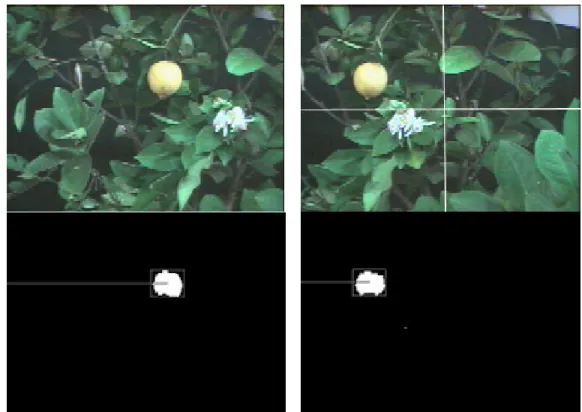 Gambar 59  Citra asli tanaman jeruk lemon yang sedang berbunga dan ada buahnya  yang sudah matang dengan kerapatan tanaman yang tinggi  menunjukkan hasil thresholding yang baik