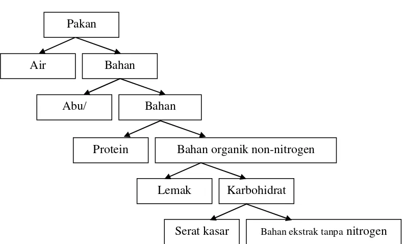 Gambar 4.  Bagan zat makanan dalam pakan menurut Metode Weende Sumber : Buku ajar mata kuliah bahan pakan formulasi ransum (2003)