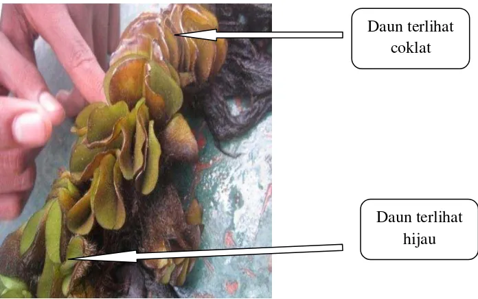 Gambar 7. Metode pemisahan daun tua dan daun muda 