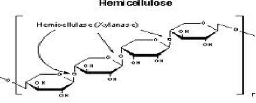 Gambar 3. Senyawa Hemiselulosa 