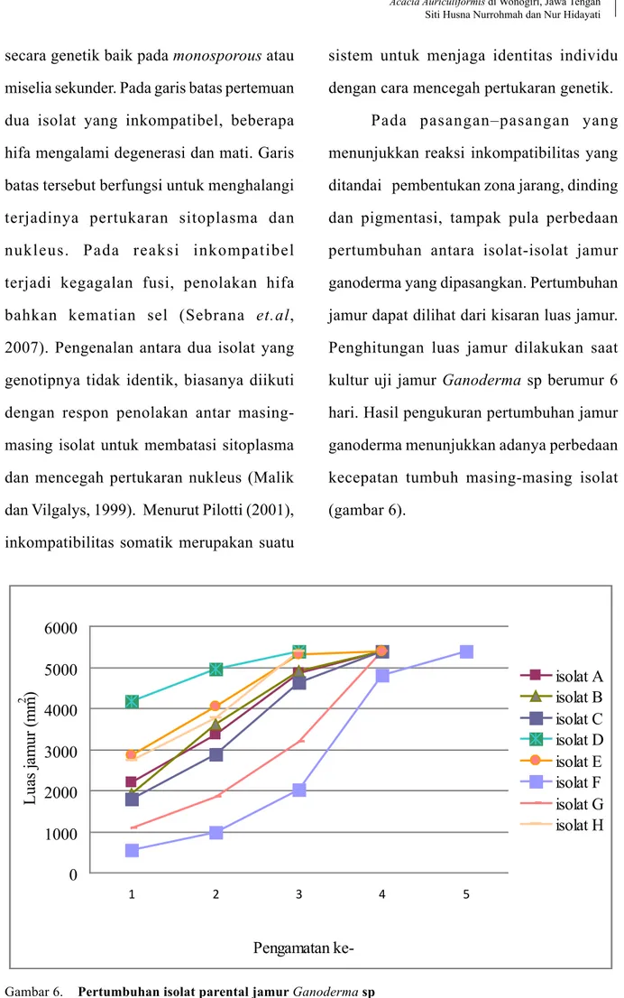 Gambar 6.  Pertumbuhan isolat parental jamur Ganoderma sp