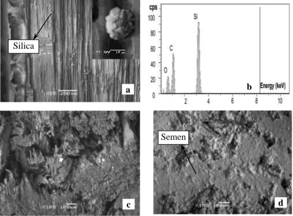 Gambar 2 SEM micrograph kayu mersawa (a) papan serat  (c), dan GRC (d) dan  EDS  profil  yang  mengindikasikan  bahan  abrasive  kayu  mersawa  (b)  (Darmawan et al