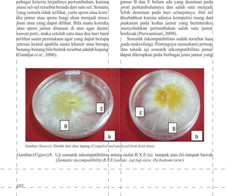 Gambar 8 menunjukkan pertumbuhan antara  isolat-isolat jamur yang diuji. Pertumbuhan isolat  jamur  B  dan  E  belum  ada  yang  dominan  pada  awal  pertumbuhannya  dan  salah  satu  menjadi  lebih  dominan  pada  hari  selanjutnya