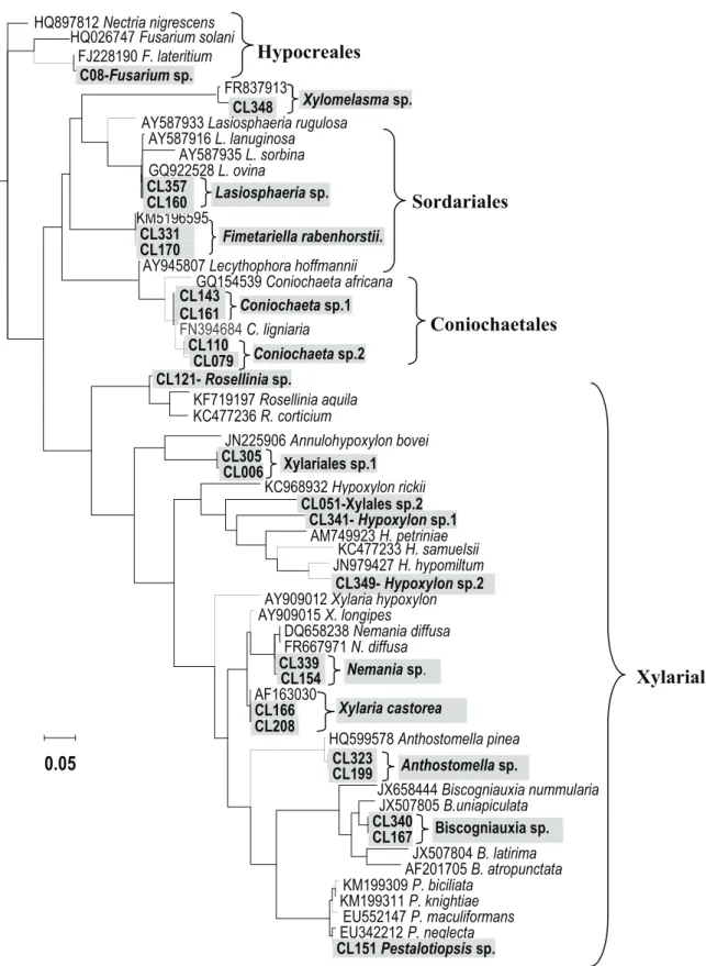 Gambar 4.    Analisis filogenetik menggunakan pendekatan Maximum Likelihood terhadap 15 sekuen ITS  rDNA jamur endofit yang terisolasi dari daun jarum Pinus radiata (dicetak huruf tebal) dan  sekuen referensi yang didapat dari GenBank