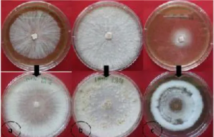 Gambar 3.   Tiga kelompok tipe morfologi isolat Phlebiopsis sp.1 pada umur 1 minggu (atas) dan pada umur 2  minggu (bawah)