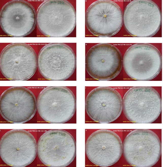 Gambar 6.   Morfologi  8  isolat  Phlebiopsis  sp.1  dengan  karakter  yang  hampir  sama,  bersifat  farinaceous  to  floccose dengan ciri adanya gumpalan-gumpalan miselium halus berwarna putih kecoklatan, kecuali  untuk isolat Pb5 yang tidak terdapat gum