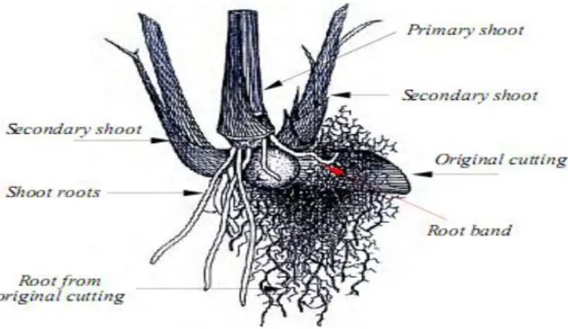 Gambar  1.    Tunas  tebu  yang  tumbuh  dari  mata  tunas  bibit  tebu  dan  akar  tunas  baru  berkembang  dari  pita  akar  (Humbert 1968)