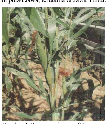 Gambar 1. Tanaman jagung ( Zea mays L) 