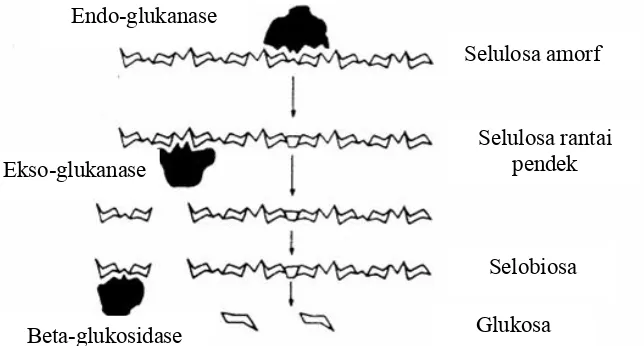 Gambar 6. Mekanisme reksi hidrolisis selulosa secara enzimatis (Enari, 1983). 