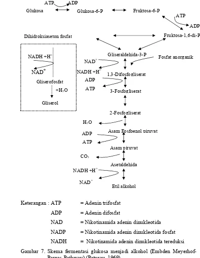 Gambar 7. Skema fermentasi glukosa menjadi alkohol (Embden Meyerhof-