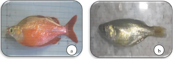 Gambar 1. Ikan rainbow jantan (a) dan betina (b) 